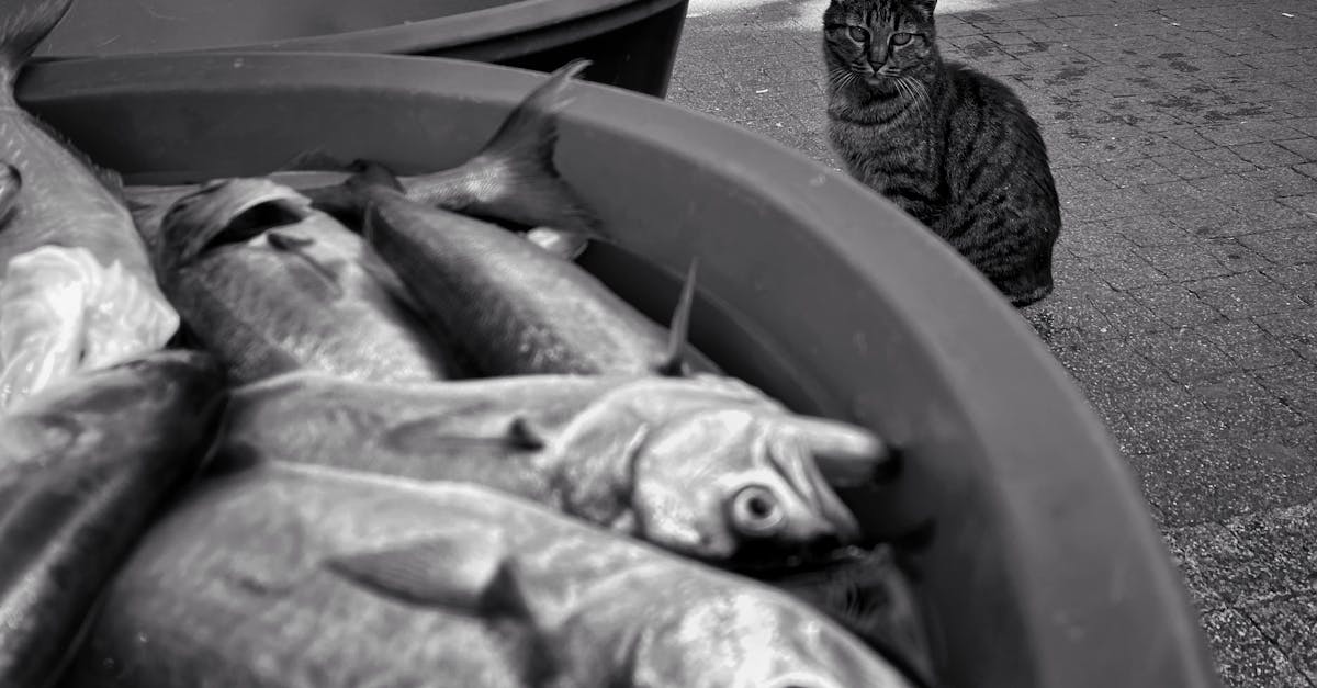découvrez les réactions du marché face aux fluctuations économiques, aux nouvelles tendances et aux événements d'actualité. analysez les impacts des décisions financières sur les investissements et informez-vous sur les stratégies pour naviguer dans un environnement volatil.