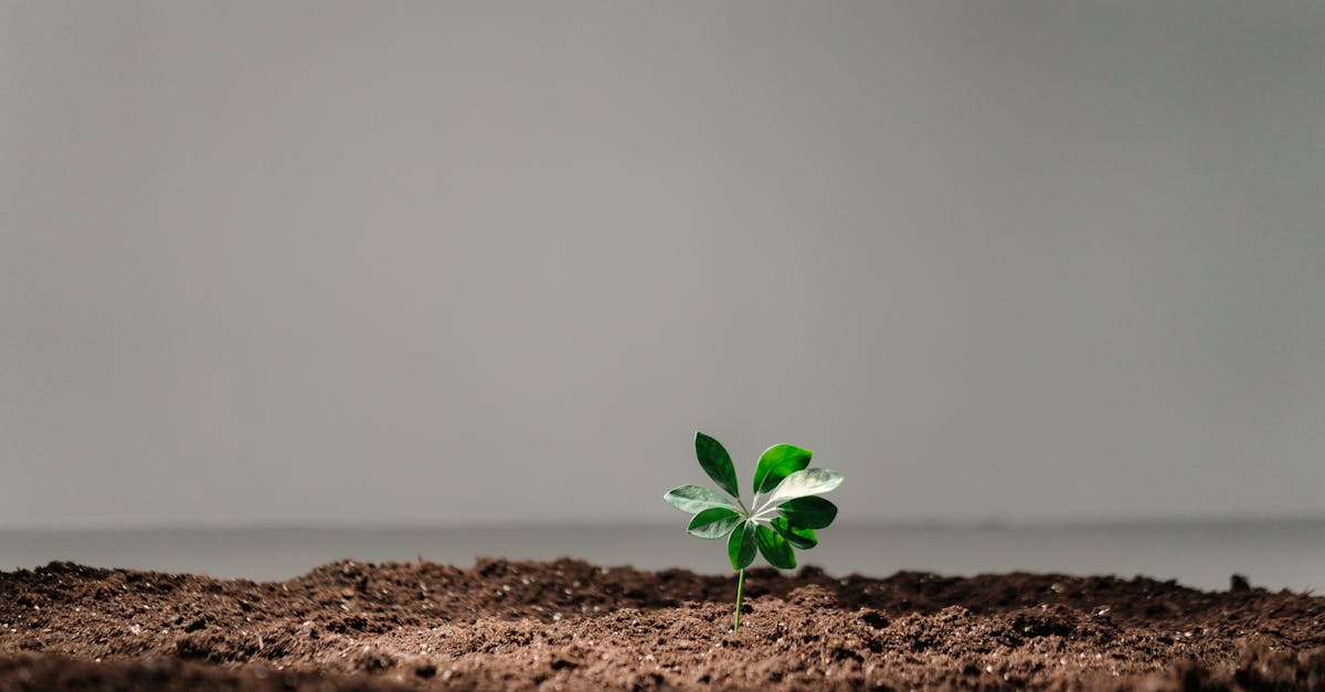 découvrez les stratégies d'organic growth pour stimuler la croissance durable de votre entreprise. apprenez à développer vos activités grâce à des méthodes efficaces et adaptées qui favorisent l'engagement client et la fidélité.