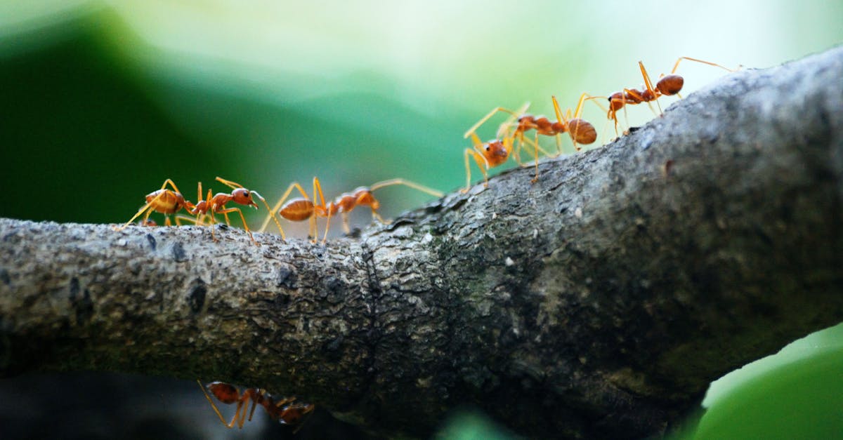 découvrez l'importance du travail d'équipe et comment une collaboration efficace peut transformer vos projets. explorez des stratégies pour améliorer la communication et renforcer les liens au sein de votre équipe.