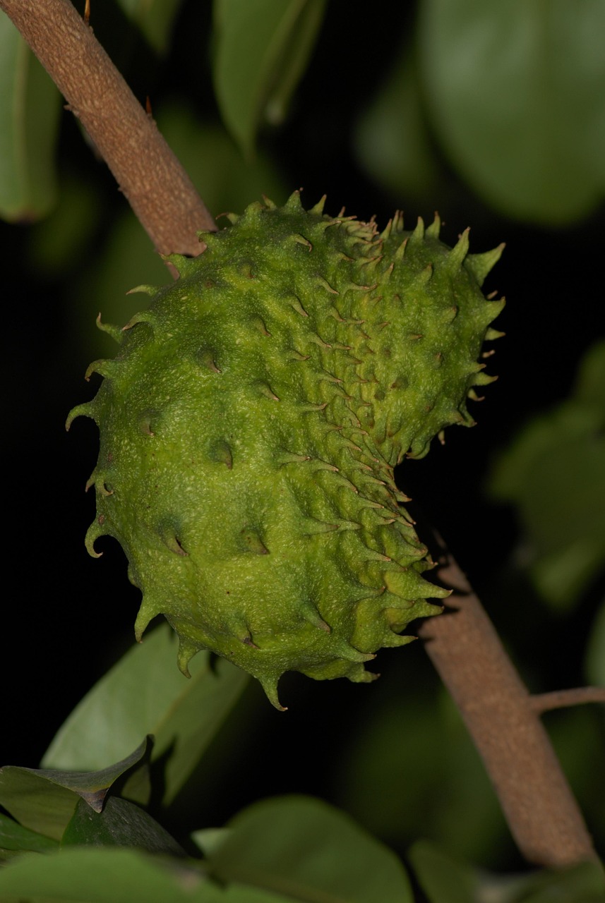 découvrez le soursop, un fruit exotique également connu sous le nom de corossol, apprécié pour sa saveur unique, ses bienfaits pour la santé et ses utilisations en cuisine et en médecine naturelle.