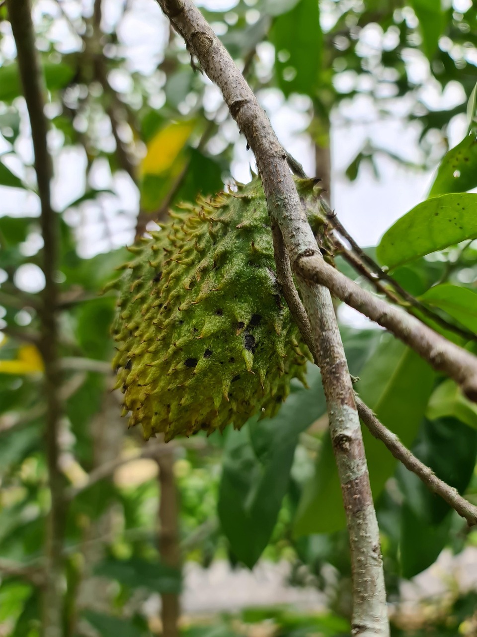 découvrez le soursop, aussi appelé corossol, un fruit exotique aux multiples bienfaits pour la santé. apprenez tout sur ses propriétés, ses utilisations et ses atouts nutritionnels.