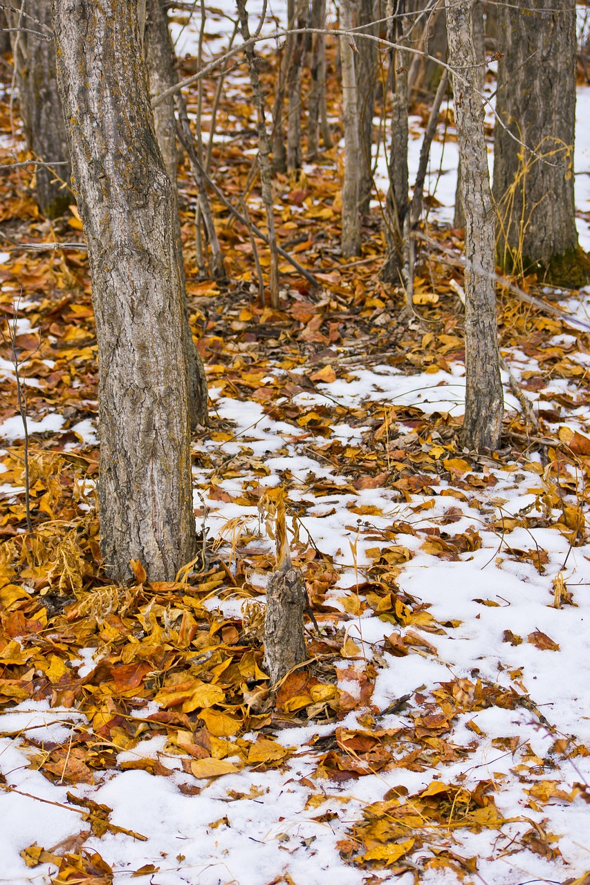 exemple de lettre de motivation pour un changement de carrière, mettant en valeur vos compétences transférables et votre motivation à évoluer dans un nouveau domaine.